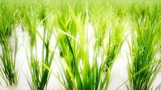 Lush green stalks of rice plants rise from a flooded field, showing vibrant growth under ample sunlight. The water's surface reflects the bright colors and enhances the fresh, verdant look of the plants.