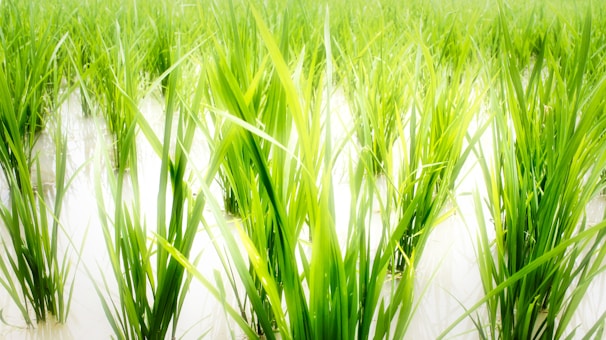 Lush green stalks of rice plants rise from a flooded field, showing vibrant growth under ample sunlight. The water's surface reflects the bright colors and enhances the fresh, verdant look of the plants.