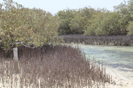 Close-up of vibrant mangrove roots protecting the coastline from erosion.
