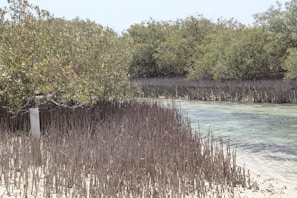 Volunteers planting mangroves along a shoreline to support coastal resilience.