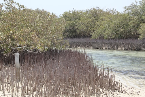 Children planting mangroves along a coastal area.