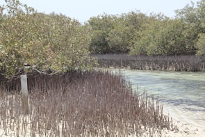 Workers planting mangrove trees along a coastal area to restore marine ecosystems.