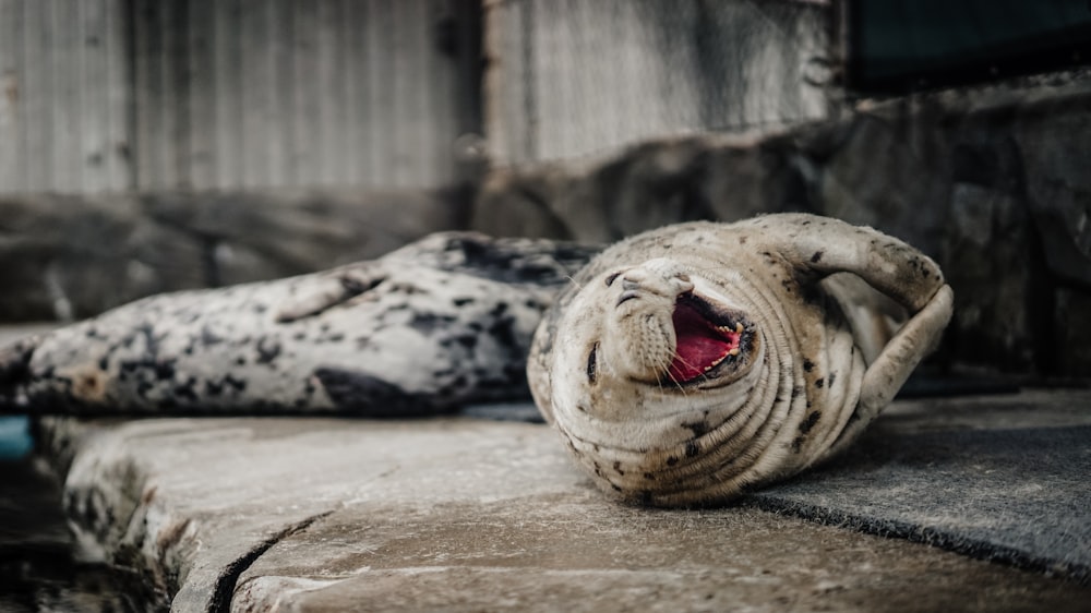 a seal laying on top of a cement slab