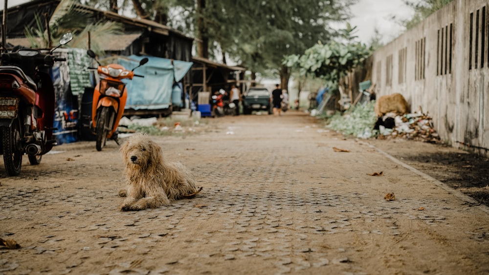 a dog sitting on the side of a dirt road