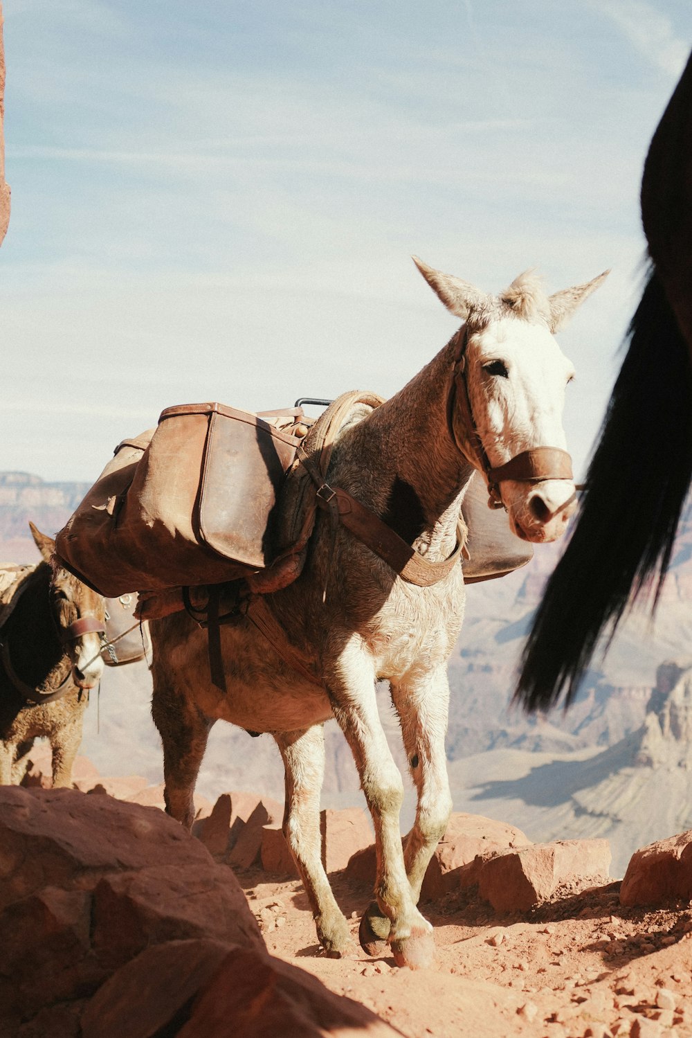 a donkey with a saddle is standing on a rock
