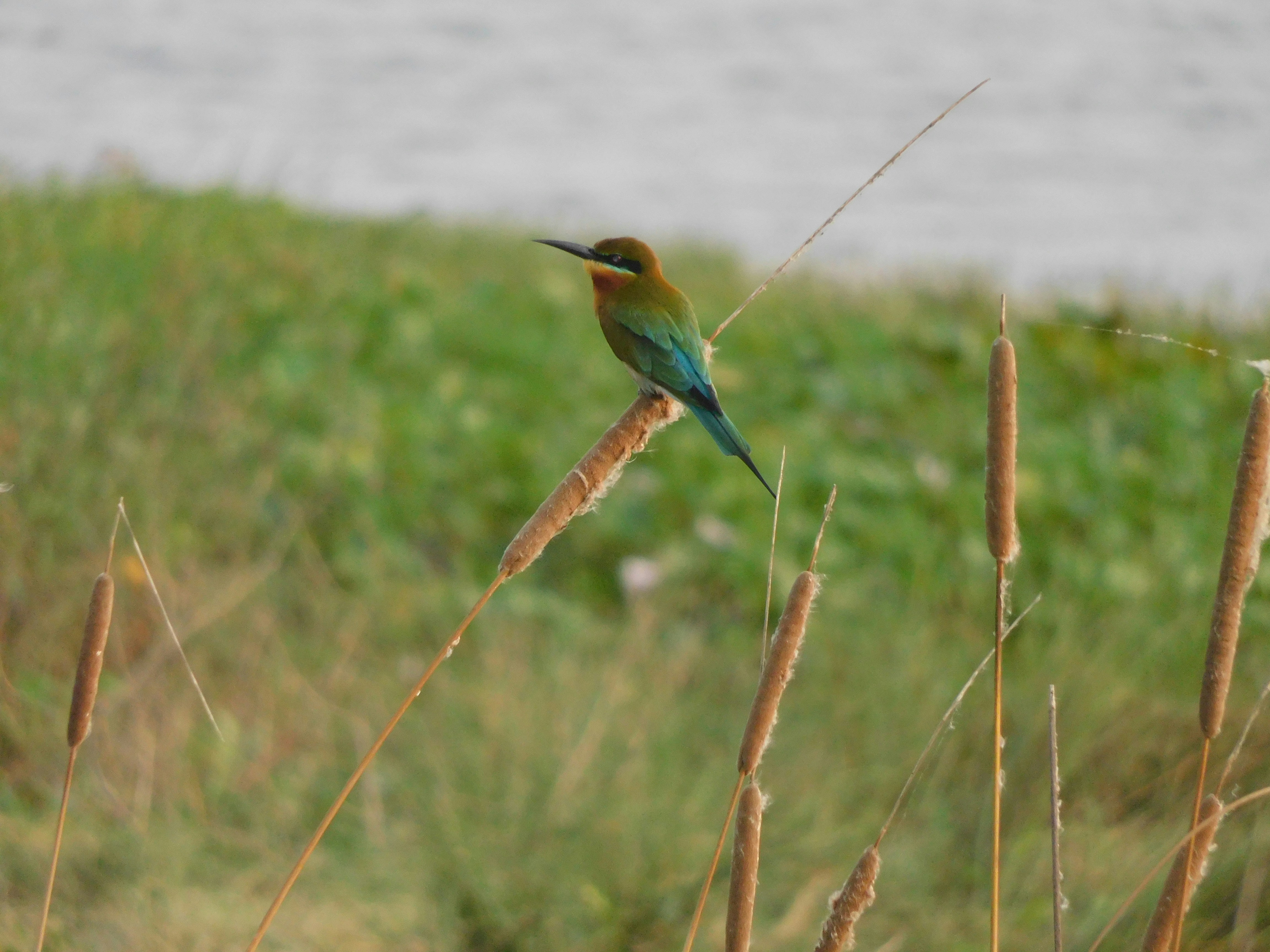 Ein kleiner Vogel sitzt auf einem trockenen Grasfeld