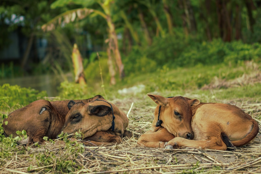 a couple of cows laying on top of a grass covered field