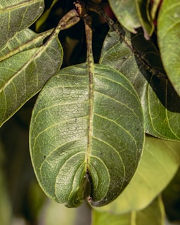 a close up of a green leaf on a tree