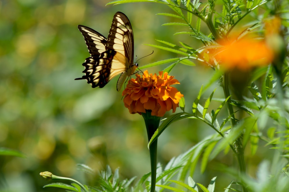 a yellow and black butterfly on a flower
