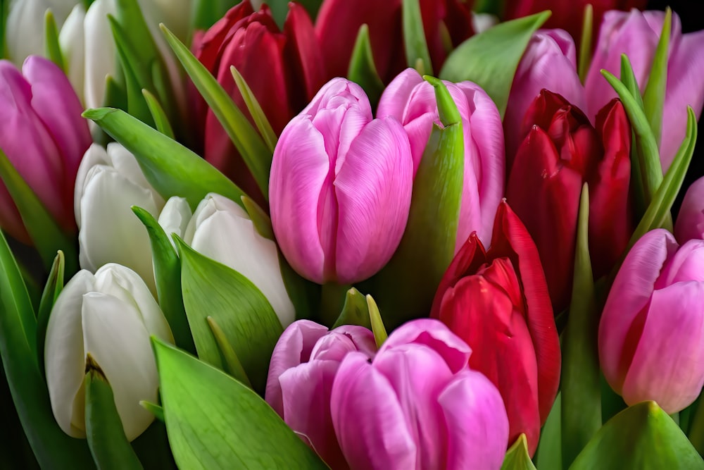 a bunch of pink and white tulips with green leaves