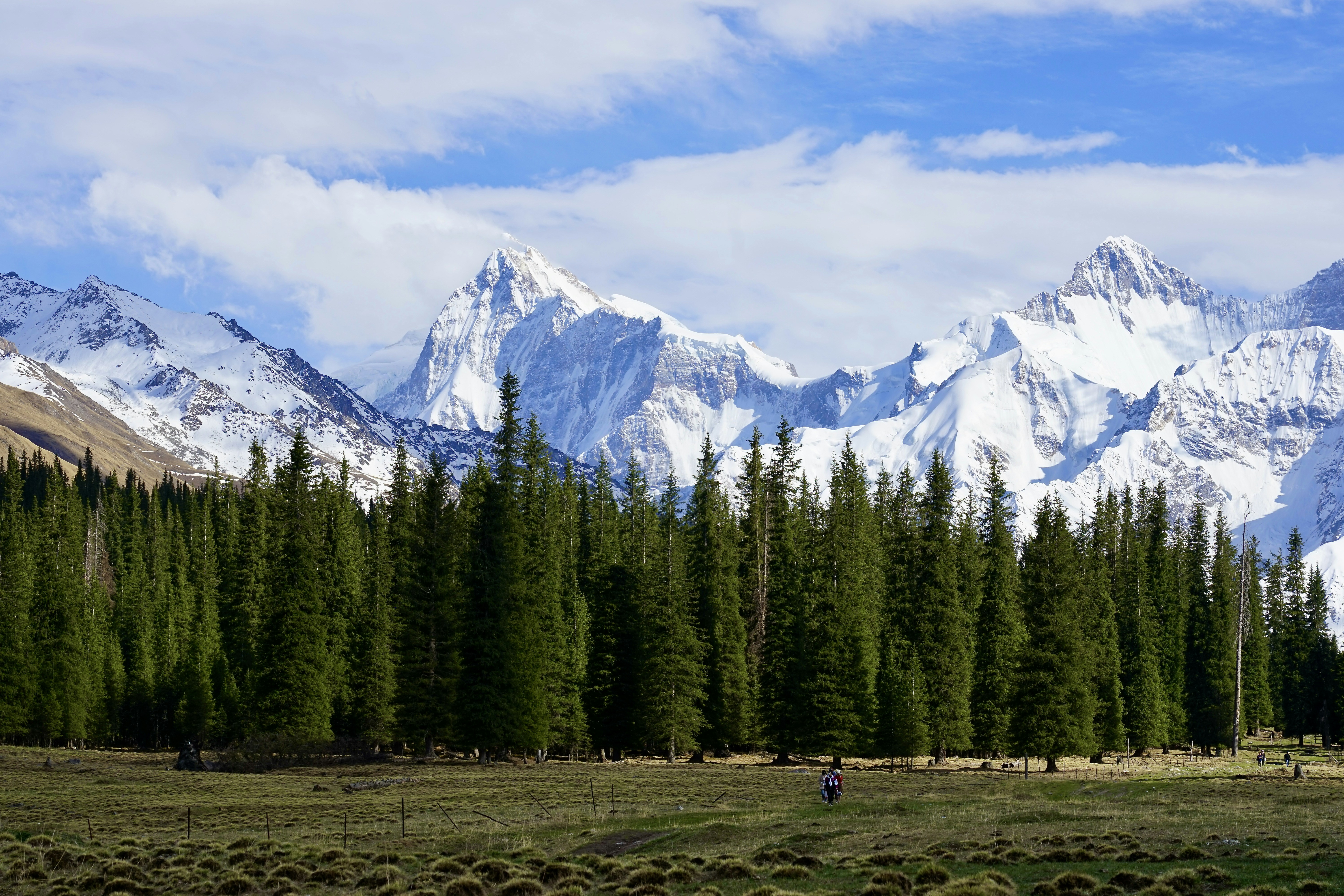 a mountain range with trees in the foreground