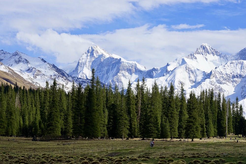 a mountain range with trees in the foreground