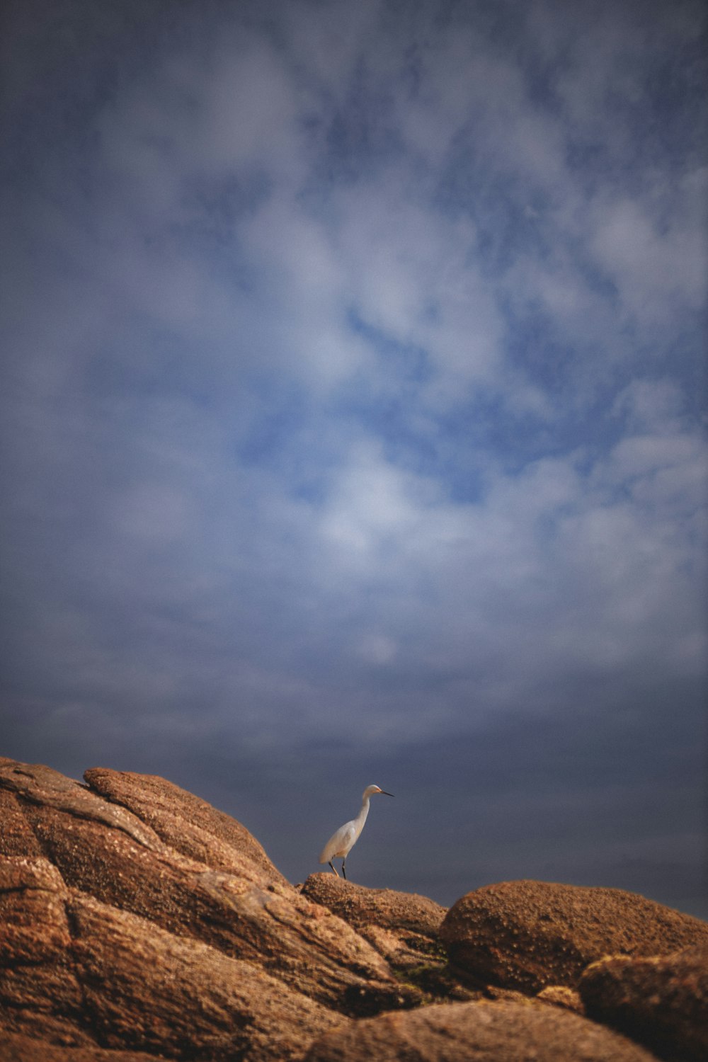 um pássaro branco em pé no topo de uma grande rocha