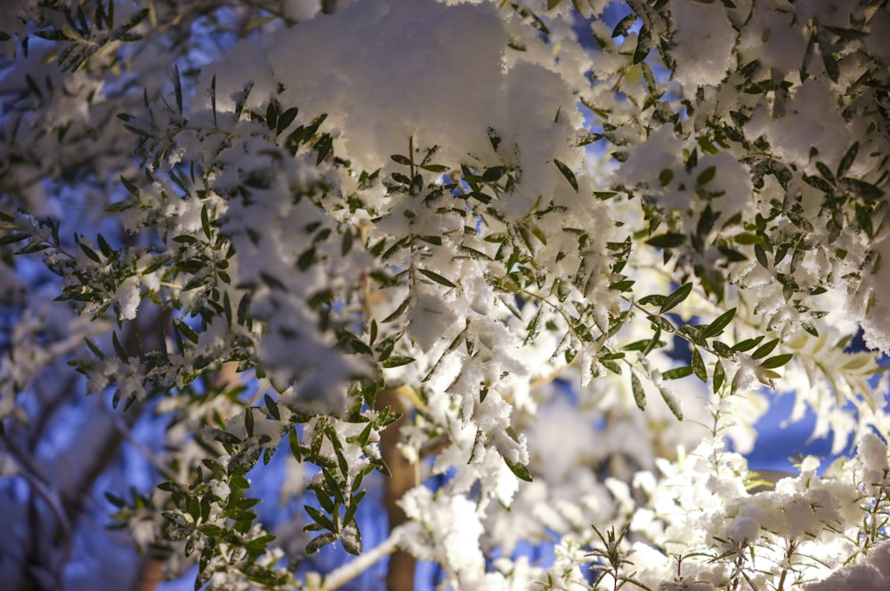 a tree with white flowers and green leaves