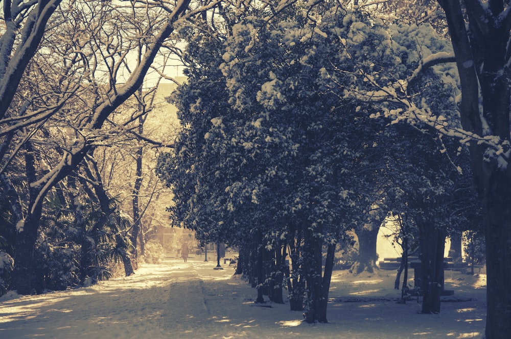 a snow covered park with trees and benches
