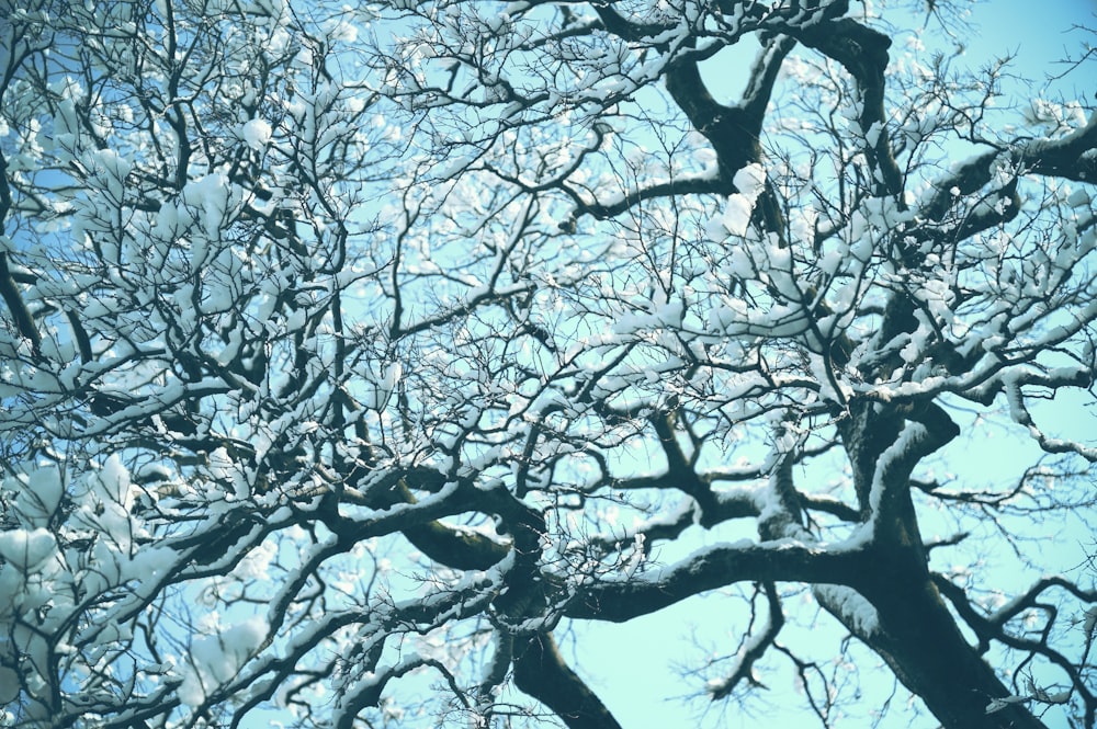 a tree is covered in snow with a blue sky in the background