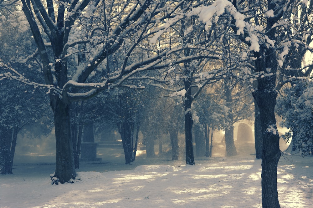 a snow covered park with trees and benches