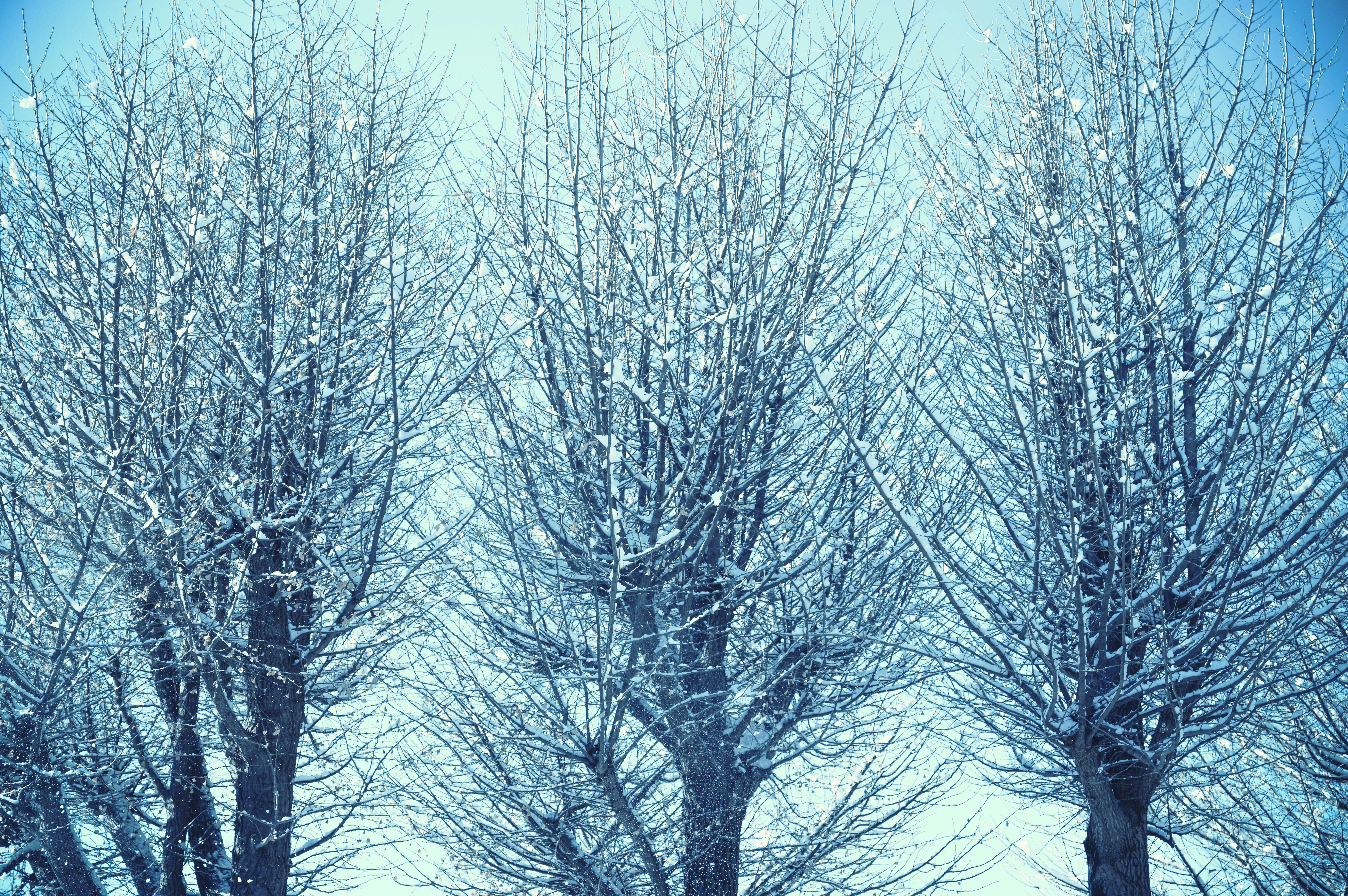 a couple of trees that are covered in snow