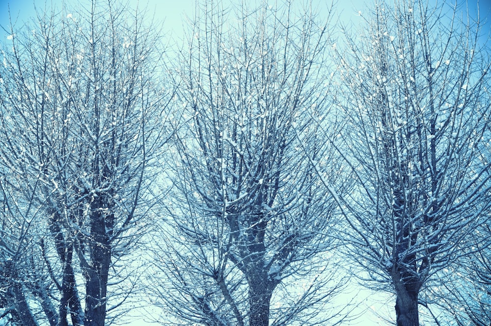 a couple of trees that are covered in snow