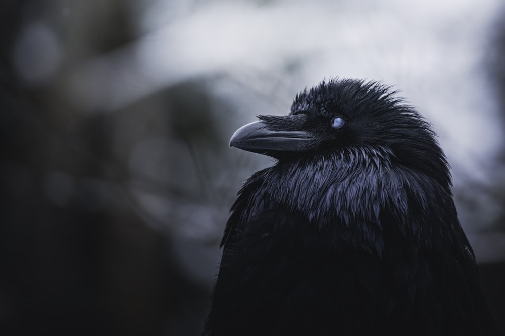 a close up of a black bird with a blurry background