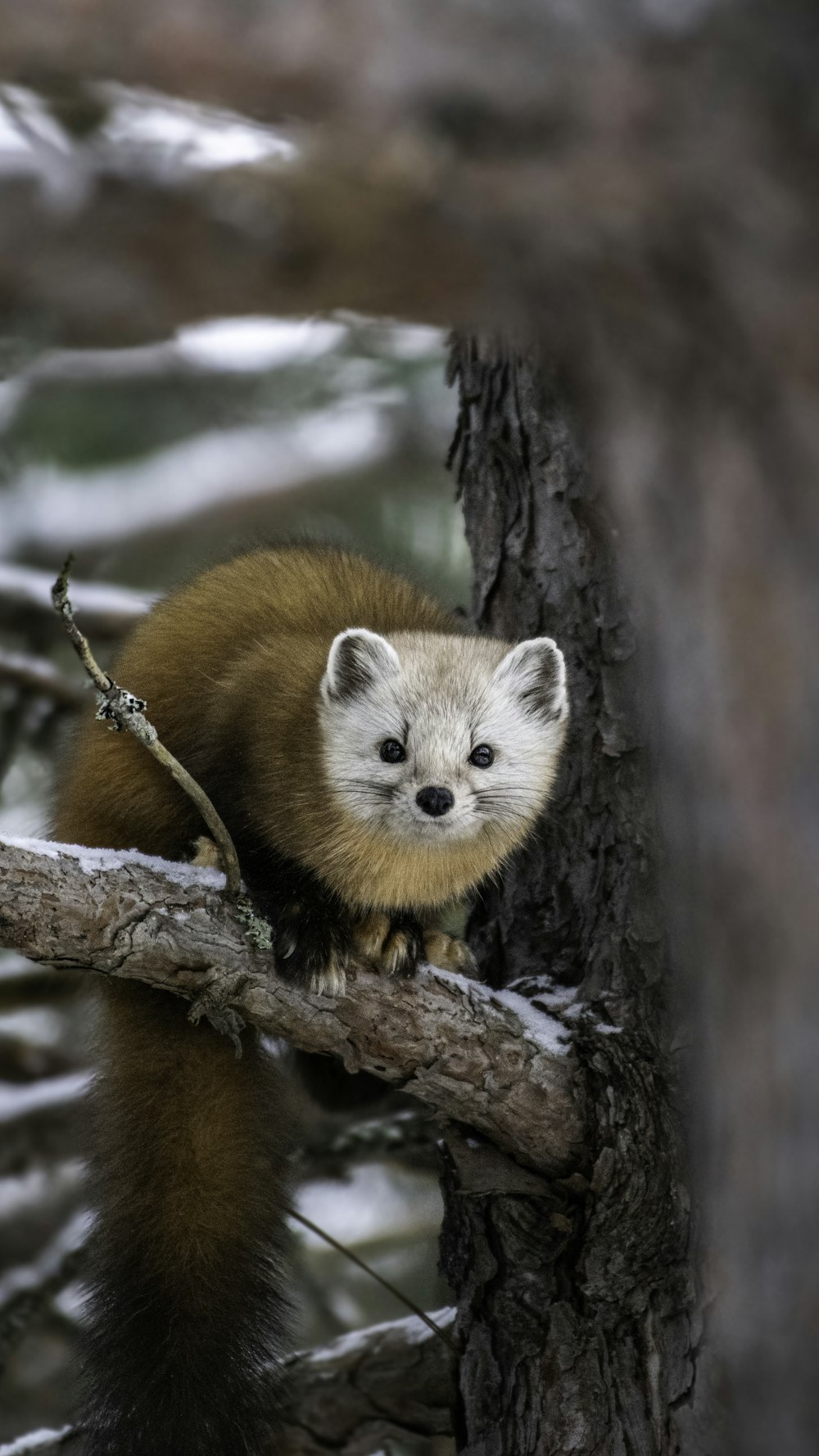 a small animal sitting on top of a tree branch