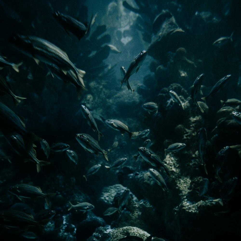 a large group of fish swimming in an aquarium