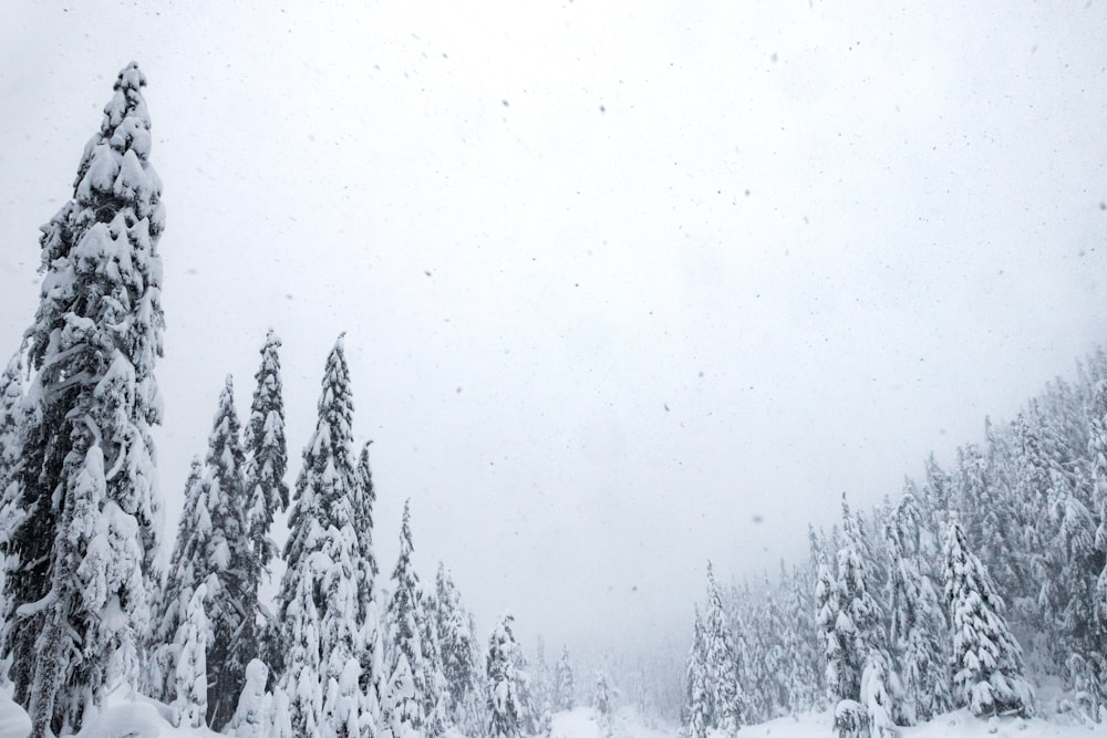 a snow covered forest filled with lots of trees