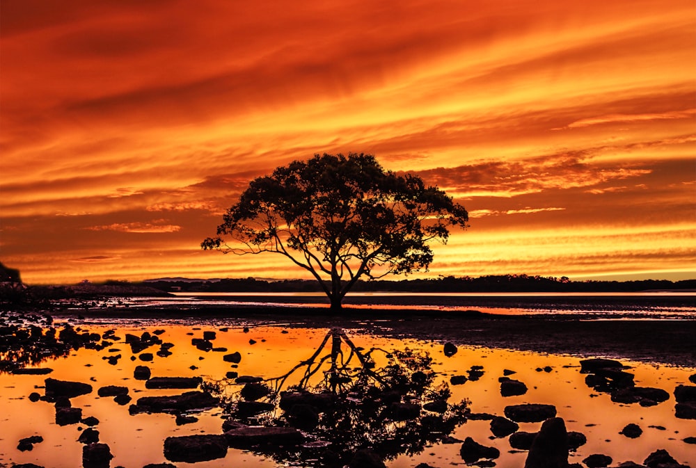 a tree that is standing in the water