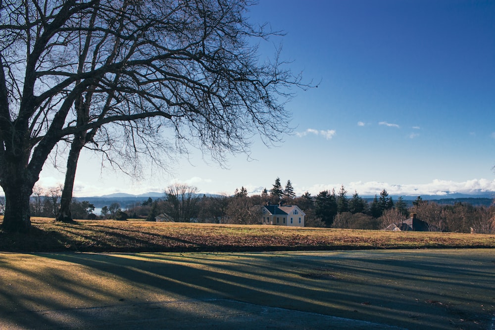 a tree in a field with a house in the background