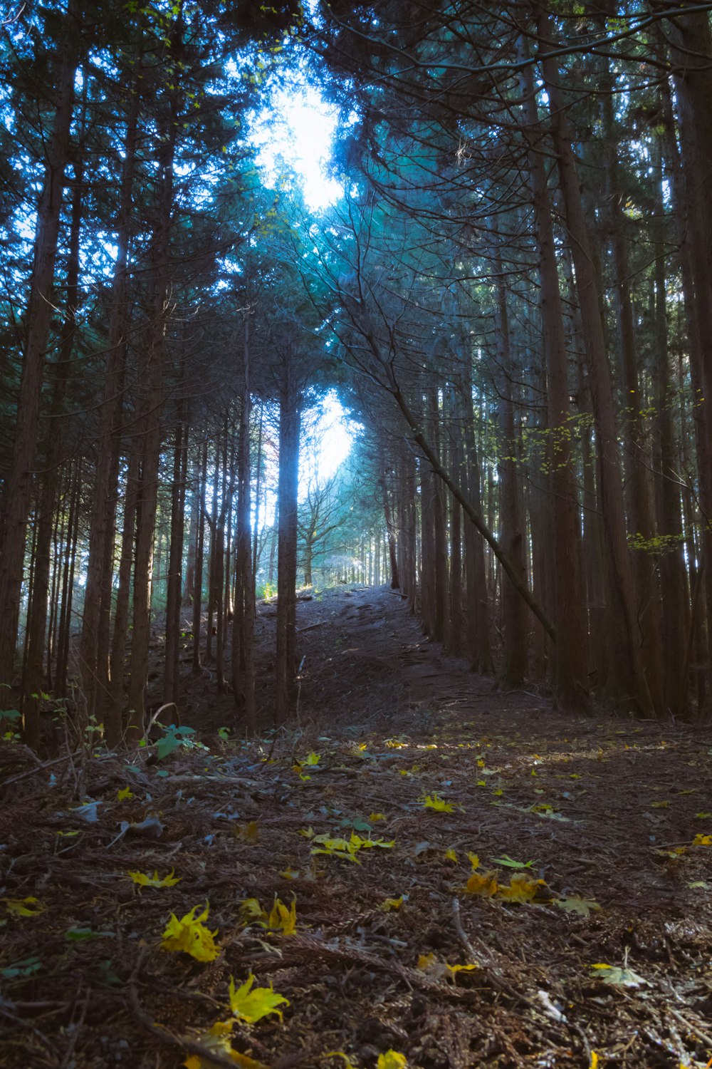 Ein Weg mitten in einem Wald mit vielen Bäumen