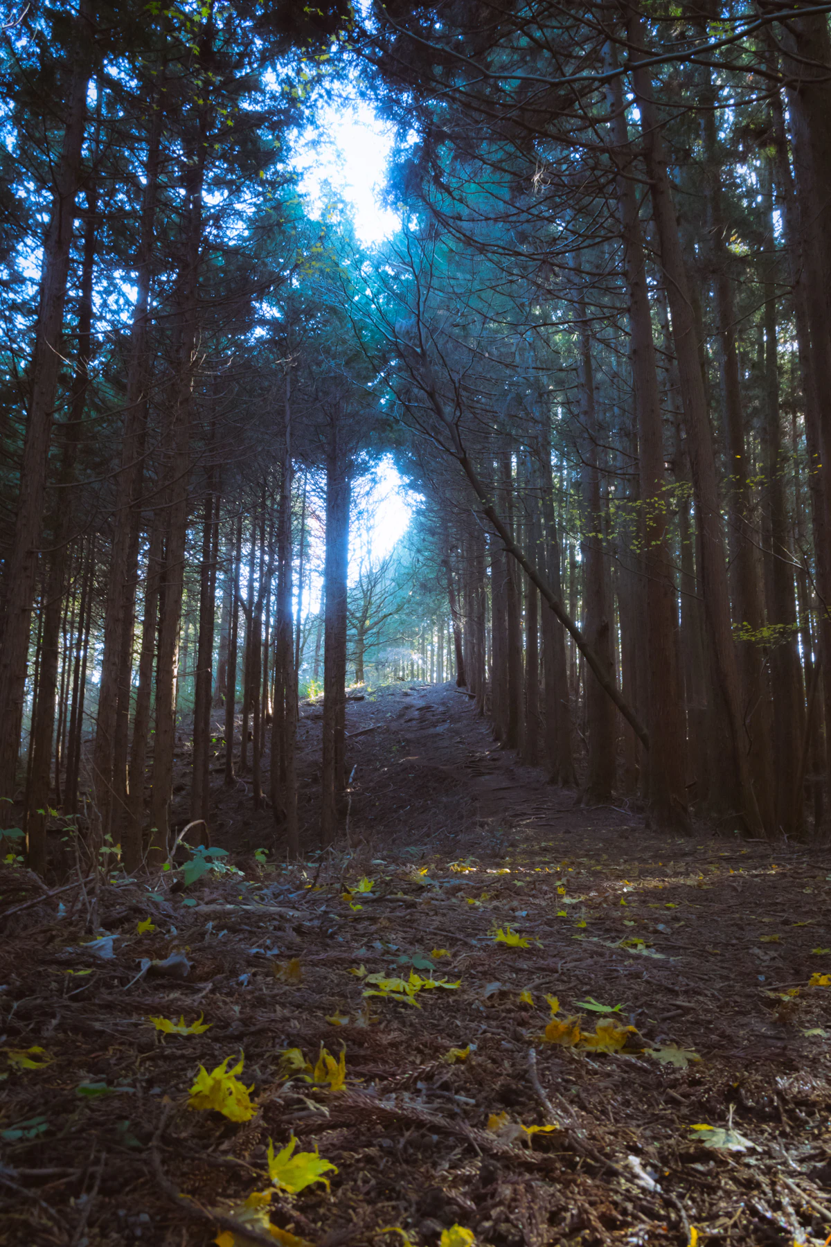 Ancient cedar forest path leading to shrine