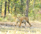 A tiger walks along the edge of a pond in a dense forest filled with green foliage and tall trees. The scene captures the natural habitat of the tiger, highlighting its orange coat with black stripes.
