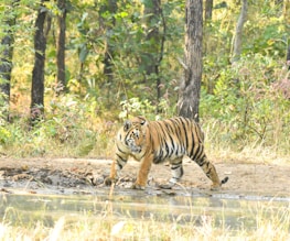 A tiger walks along the edge of a pond in a dense forest filled with green foliage and tall trees. The scene captures the natural habitat of the tiger, highlighting its orange coat with black stripes.