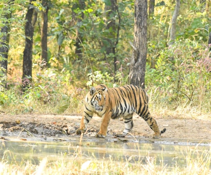 A tiger walks along the edge of a pond in a dense forest filled with green foliage and tall trees. The scene captures the natural habitat of the tiger, highlighting its orange coat with black stripes.