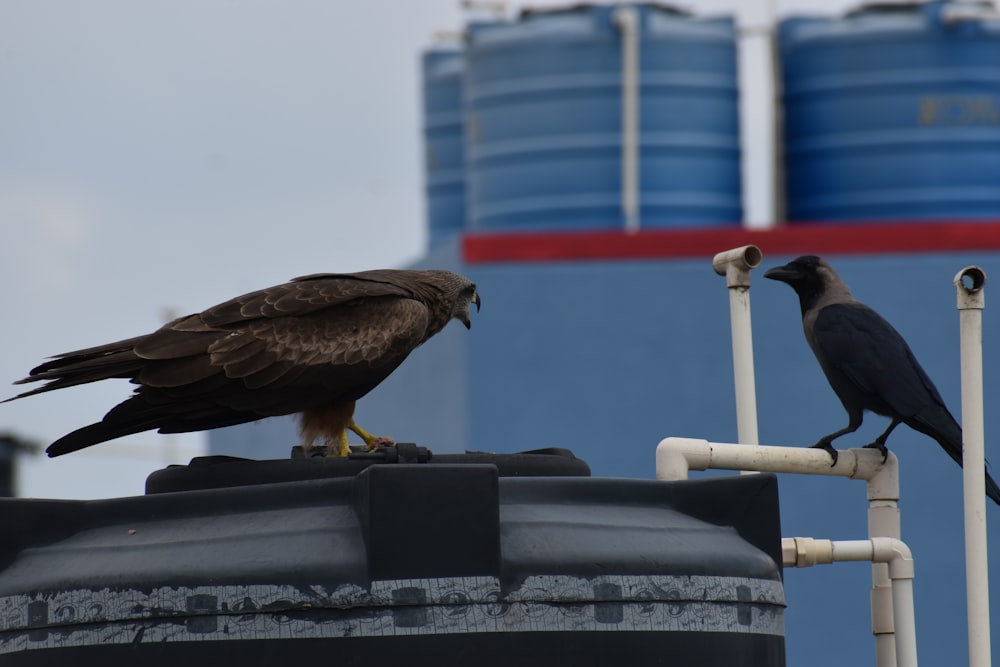two birds are sitting on top of a building