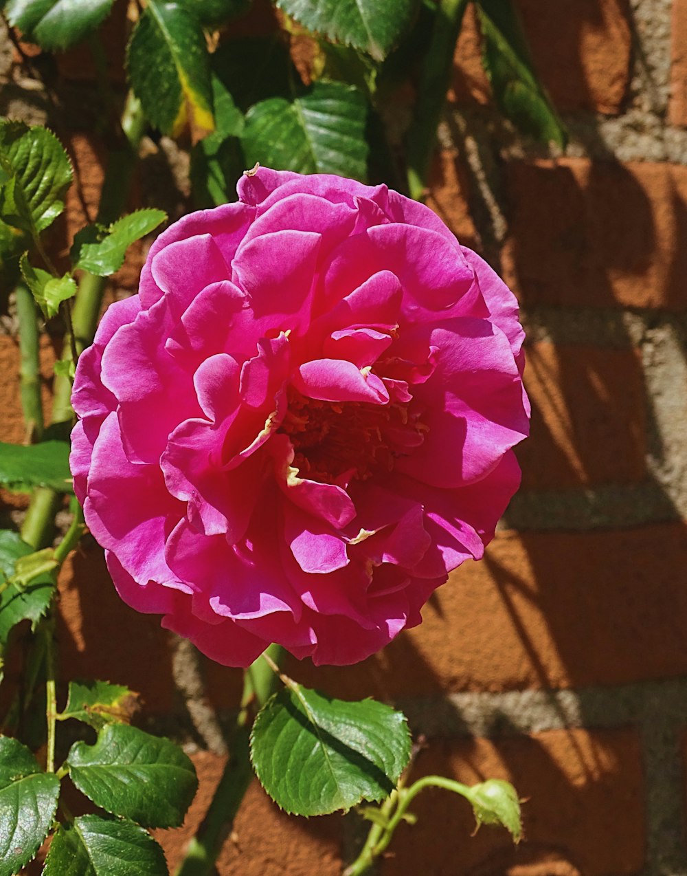 red rose in bloom during daytime photo – Free Plant Image on Unsplash
