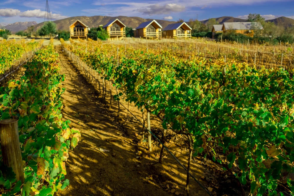 a row of houses sitting on top of a lush green field