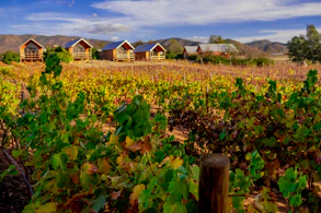 a vineyard with a row of houses in the background