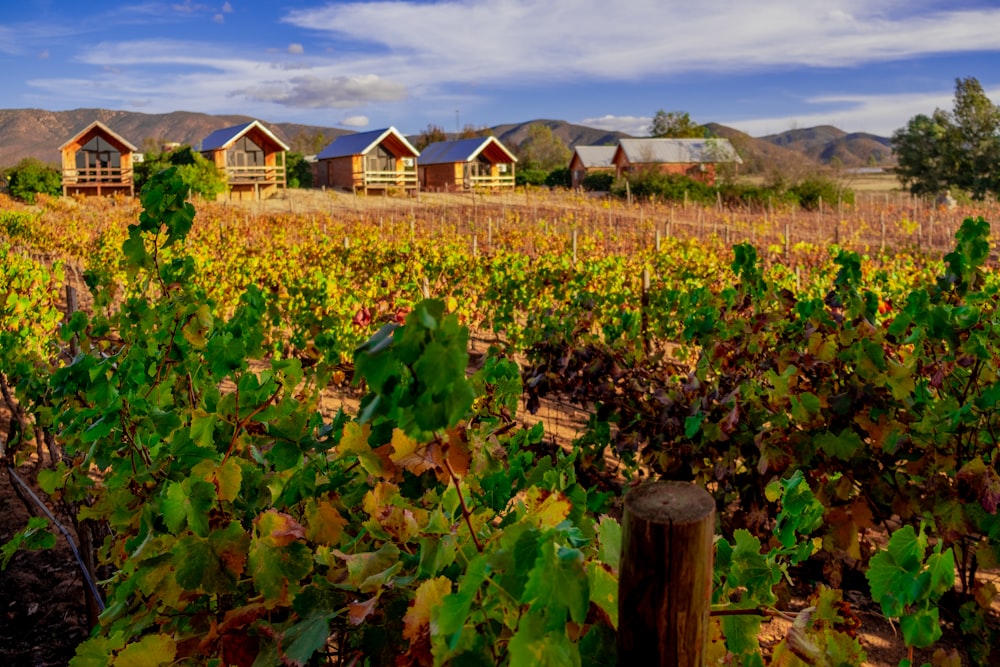 a vineyard with a row of houses in the background