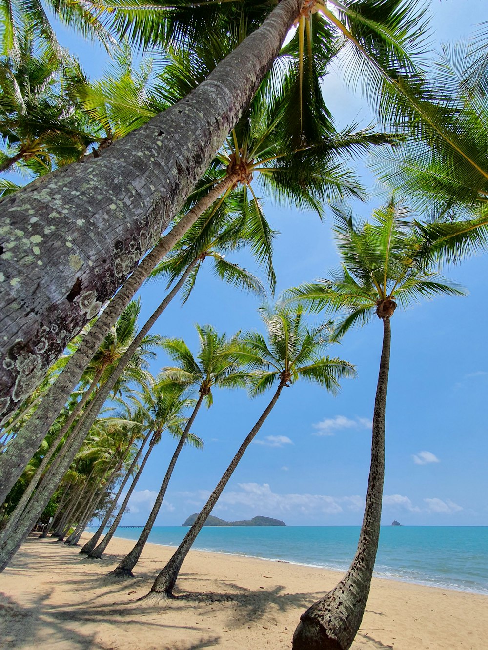 a beach with a palm tree