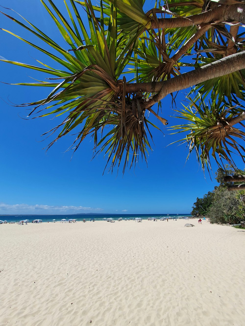 a beach with a palm tree