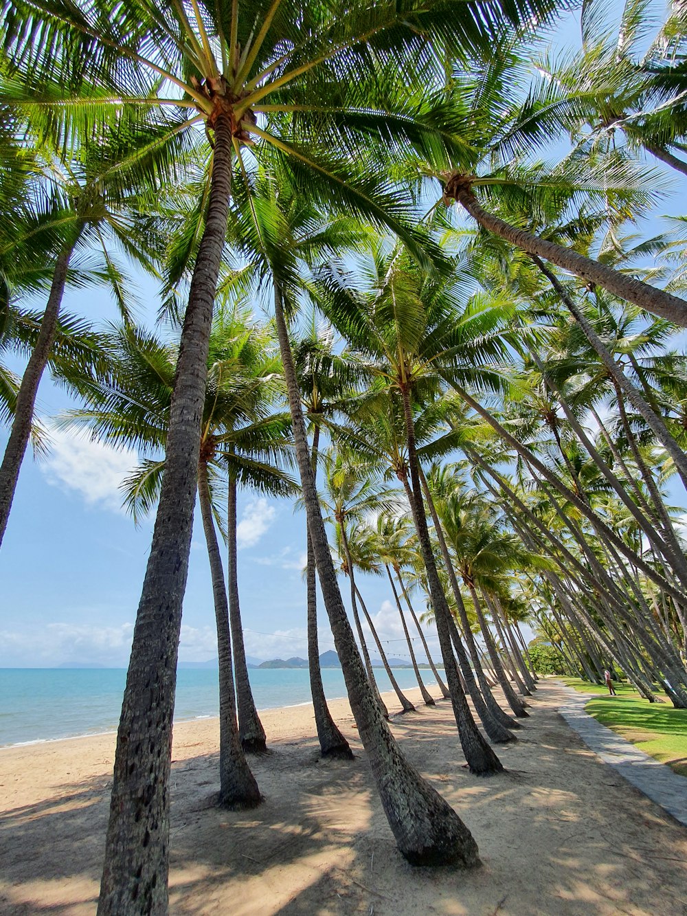 a group of palm trees next to a body of water