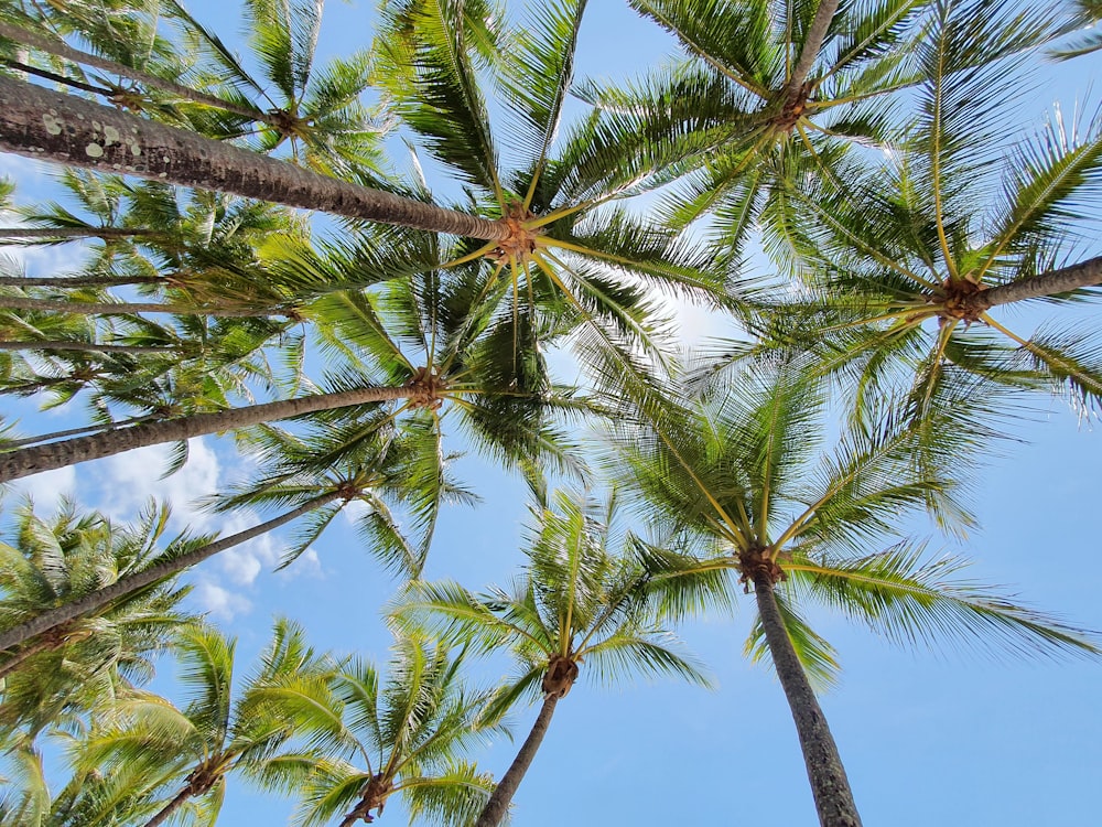 a group of palm trees with a blue sky in the background