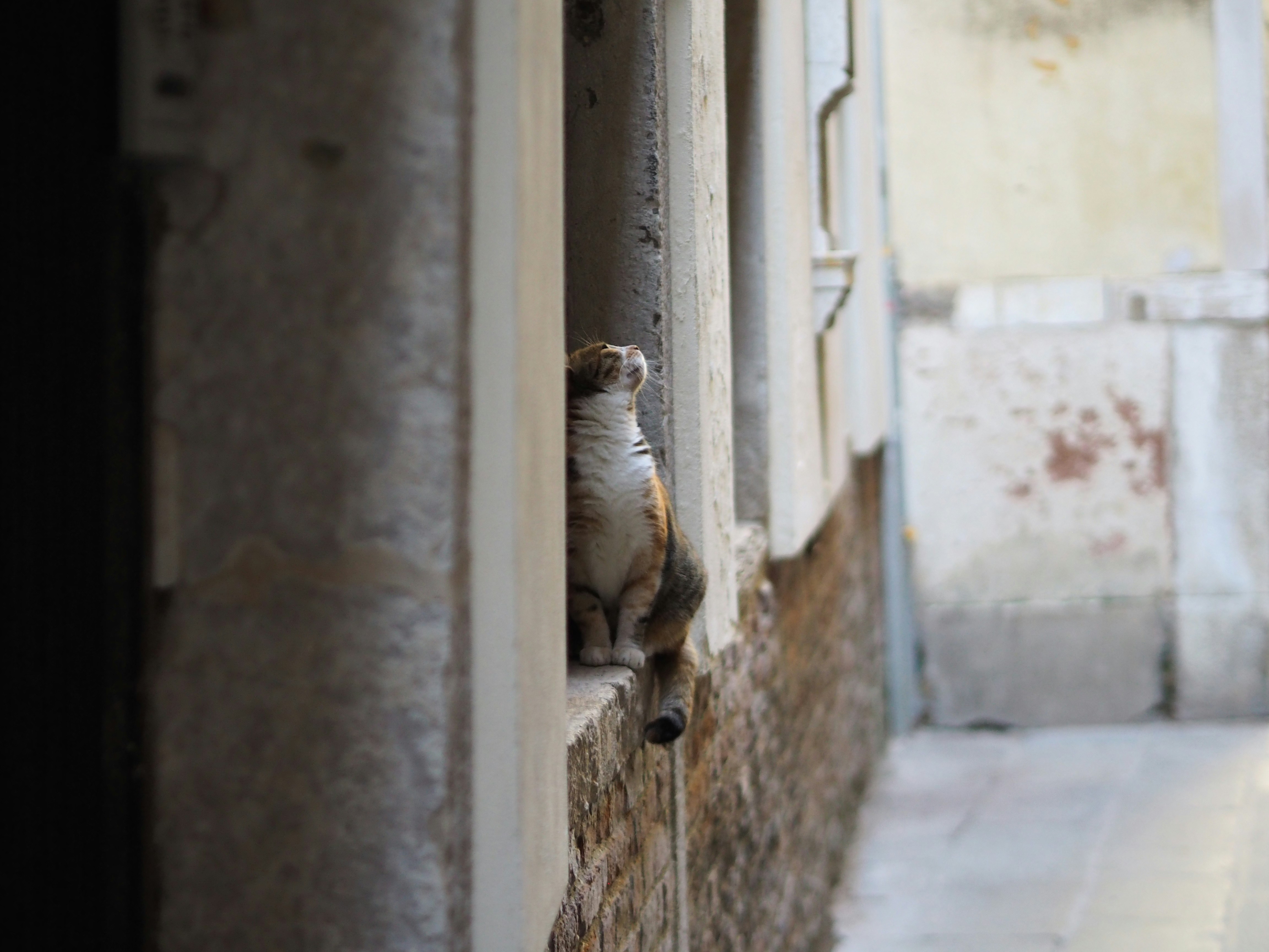 a cat that is sitting on a ledge