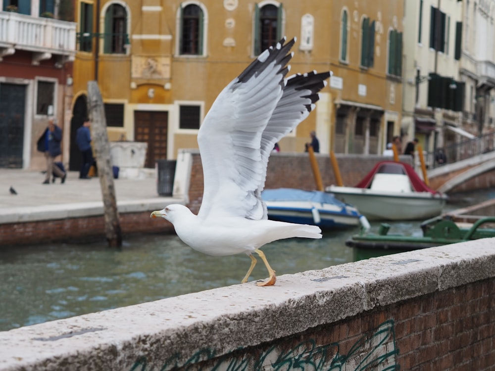 a seagull is standing on a ledge near a canal