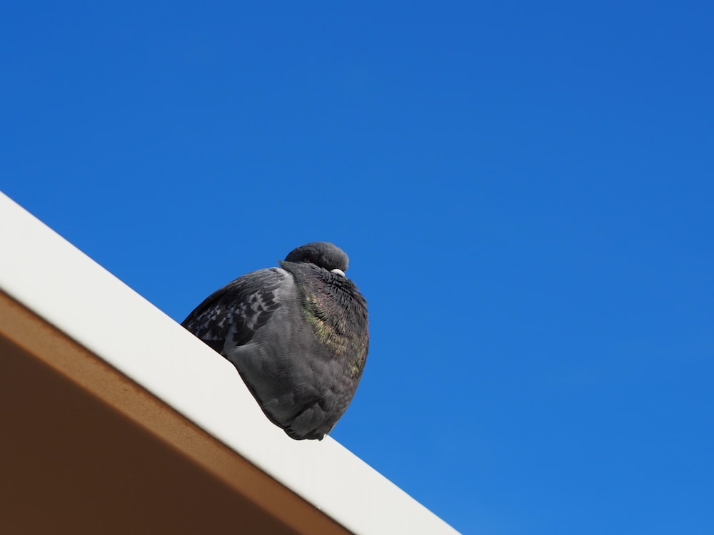 a pigeon sitting on top of a roof against a blue sky