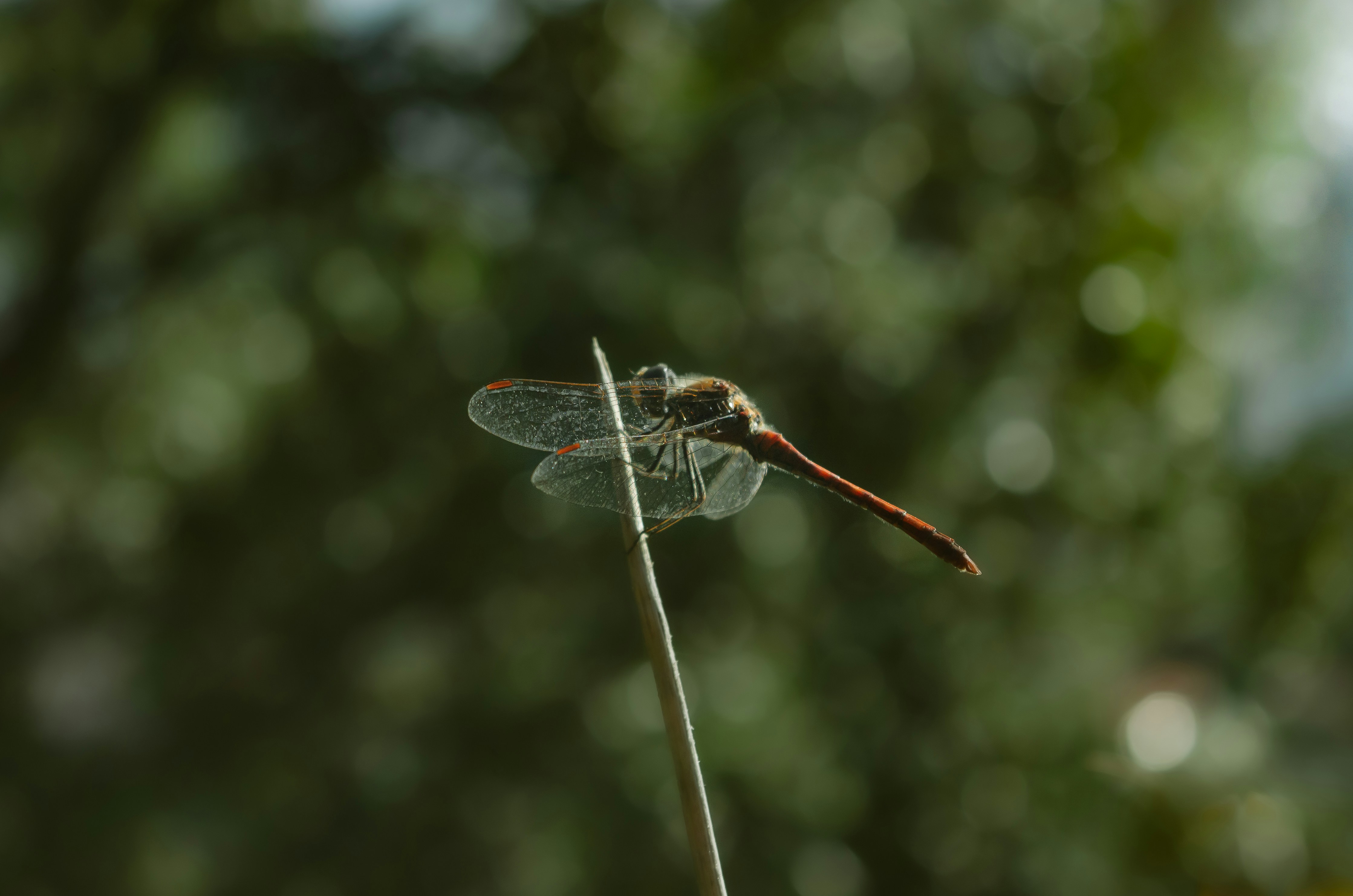 Photo by marcorodriguesph