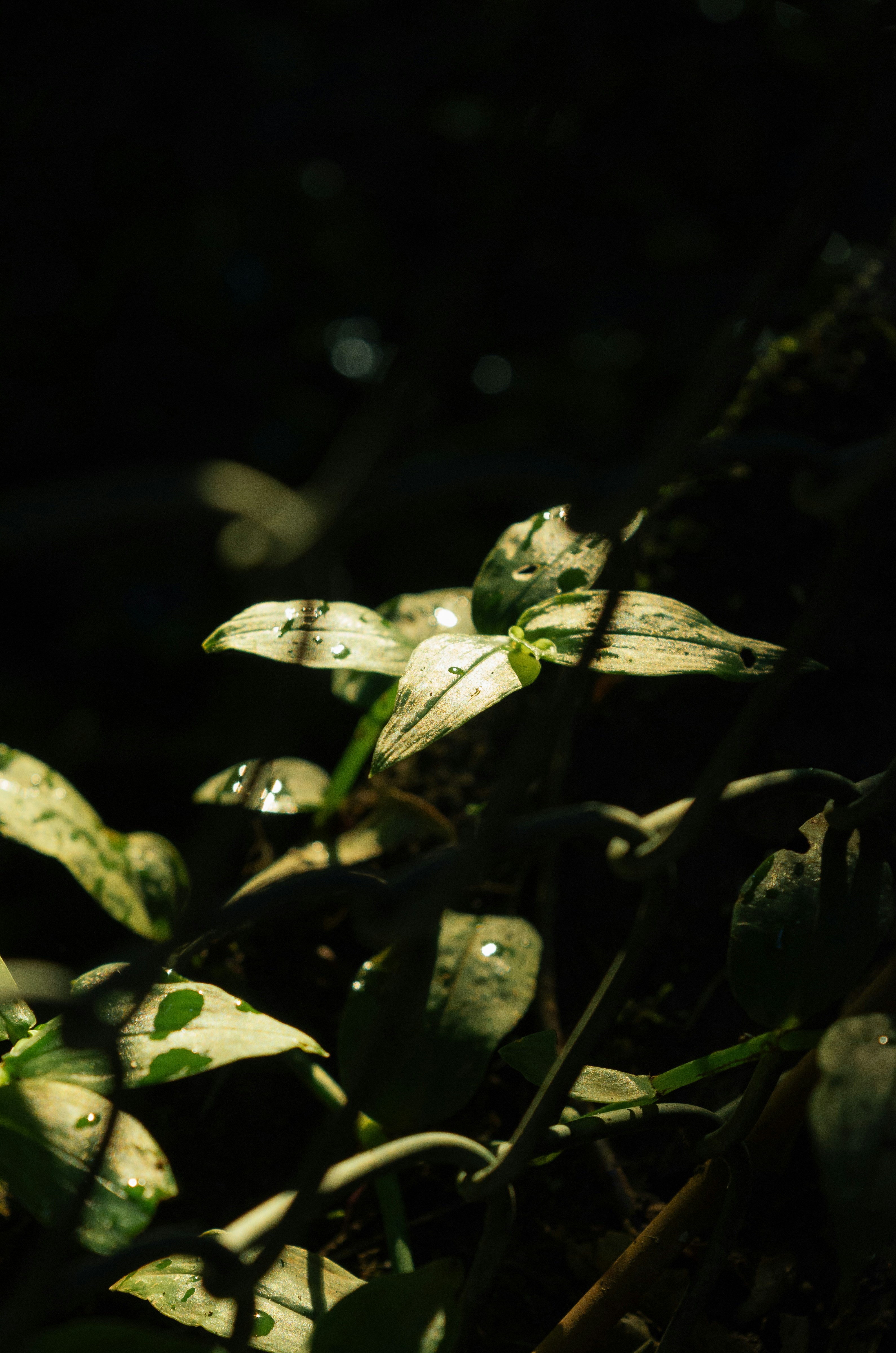 Photo by marcorodriguesph