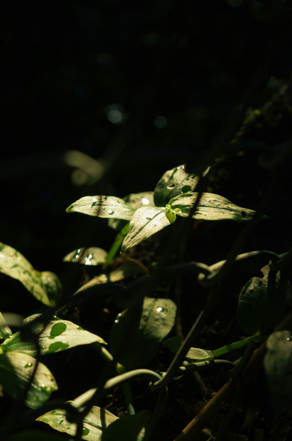 a close up of a plant with water droplets on it