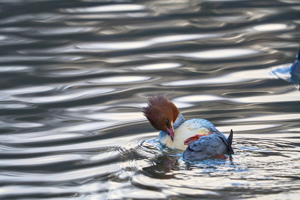 a bird with a red head is swimming in the water